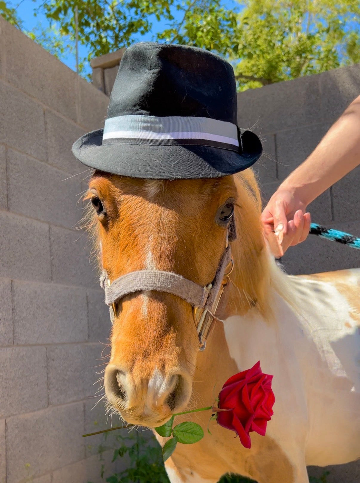 Pony Grams